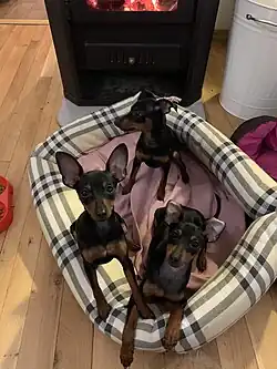 Puppies