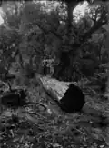 Timber workers on a log on the Mountain Rimu Timber Company's property