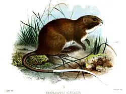 Olallamys albicauda