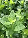 Leaves