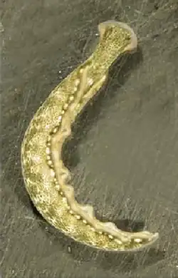 Thuridilla carlsoni