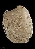 Opposite valve of holotype