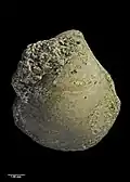 Opposite valve of holotype