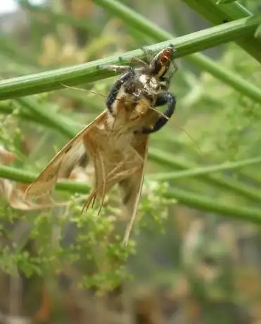 feeding on moth