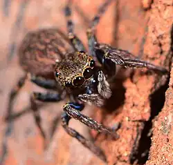 female T. wesolowskae