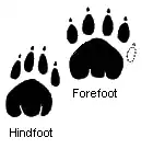 Diagram of fore and hind footprints of thylacine. The forefoot has five toes while the hindfoot has four toes.