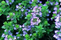 The essential oil of common thyme (Thymus vulgaris), contains the monoterpene thymol, an antiseptic and antifungal.[82]