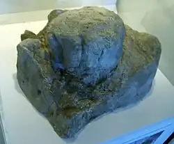 Dinosaur track on museum table, under blue light