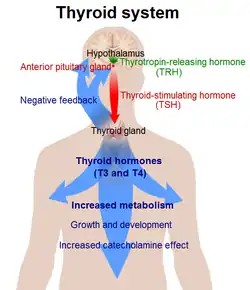 Thyroid System.