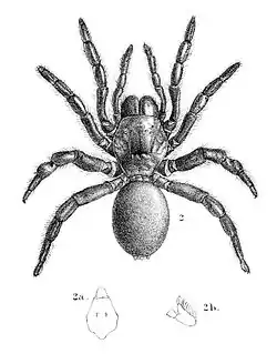 Thyropoeus mirandus