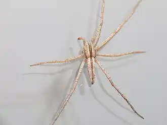 T. macellus