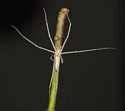 T. tenellus
