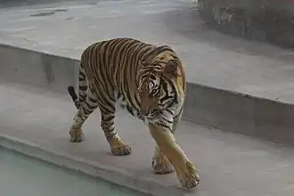 Bengal Tiger