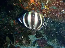 Moonlighter (Tilodon sexfasciatus)