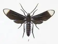 Timalus superbus