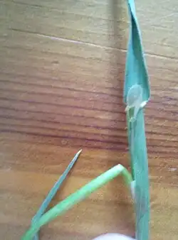 Ligule is short and blunt