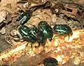 Protaetia lewisi