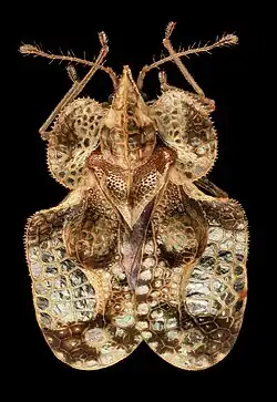 Tingidae – Maryland