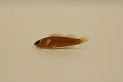 Tippecanoe darter