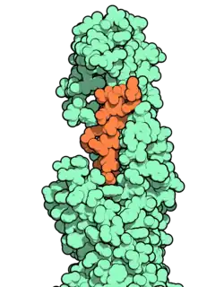 Space-filling model of an orange molecule bound to a larger green molecule