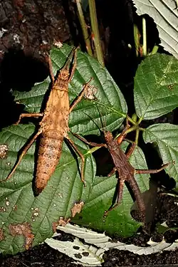 Pair