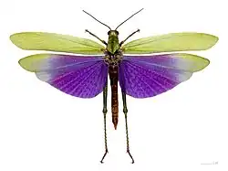 Titanacris albipes- French Guiana