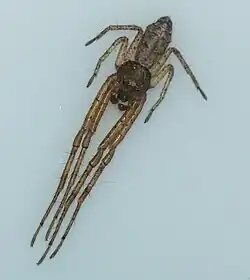 T. angulatus from North America