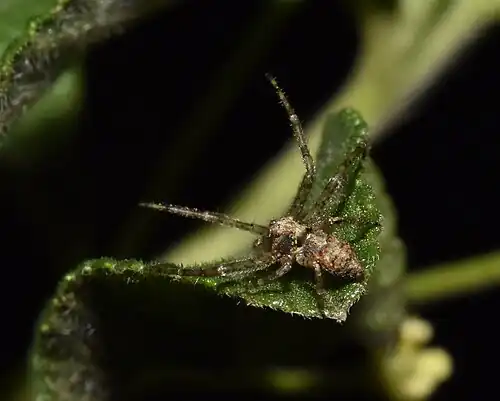 T. comellinii from South Africa