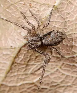 female