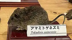 Stuffed brown rat