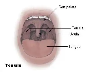 Illustration of an open mouth, including the tonsils