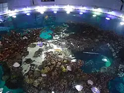 Top of the Coral Reef tank