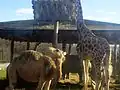Dromedary camel, giraffe and white rhinoceroses