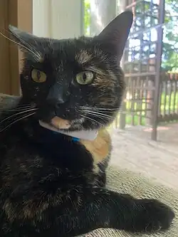 A tortoiseshell cat wearing a tracking collar.