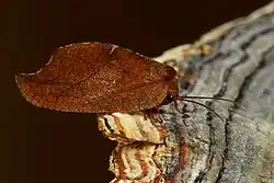 Leaf mimicry by dead leaf moth (Drepanepteryx phalaenoides)
