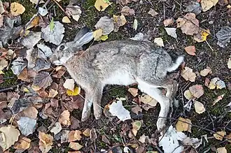 Rabbit carrion in Germany.