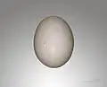 African Collared Dove egg