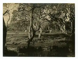Town Common, 1892
