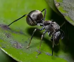 male T. globosus