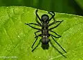 male T. maxillosus