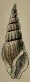 Illustration of Toxiclionella impages by George Washington Tryon from the Manual of Conchology (1848)