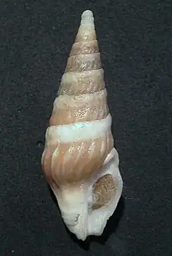Toxiclionella impages