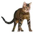 Toyger