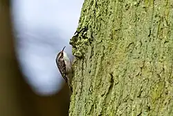Short-toed treecreeper, Sofiero, Scania - a new colonist in the far southwest of Sweden