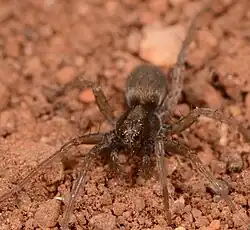 female