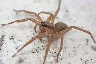T. paradoxa