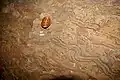 Isopodichnus trace fossil from the upper carboniferous - (Scotland, St Monans, Fife) (two penny piece for scale)