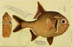 Southern Roughy (Trachichthys australis).