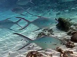 Trachinotus bailloni