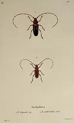 illustration of Drychateres bilineatus depicted in Figure 1, with a second separate specimen illustrated in Figure 2.